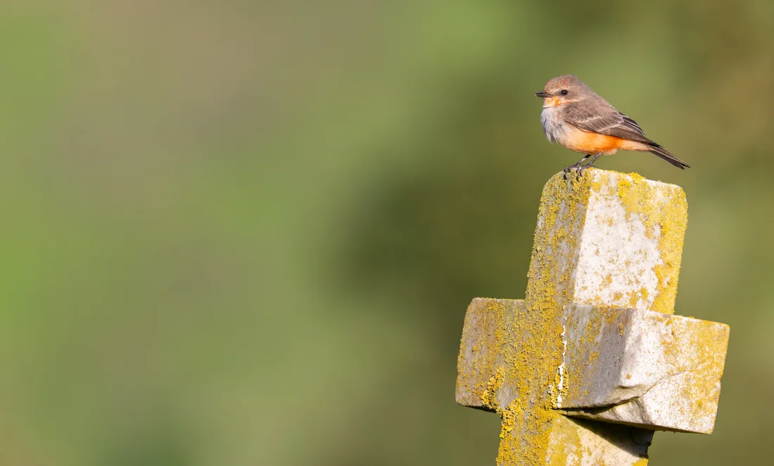 A vermilion flycatcher at rest on a weathered stone cross