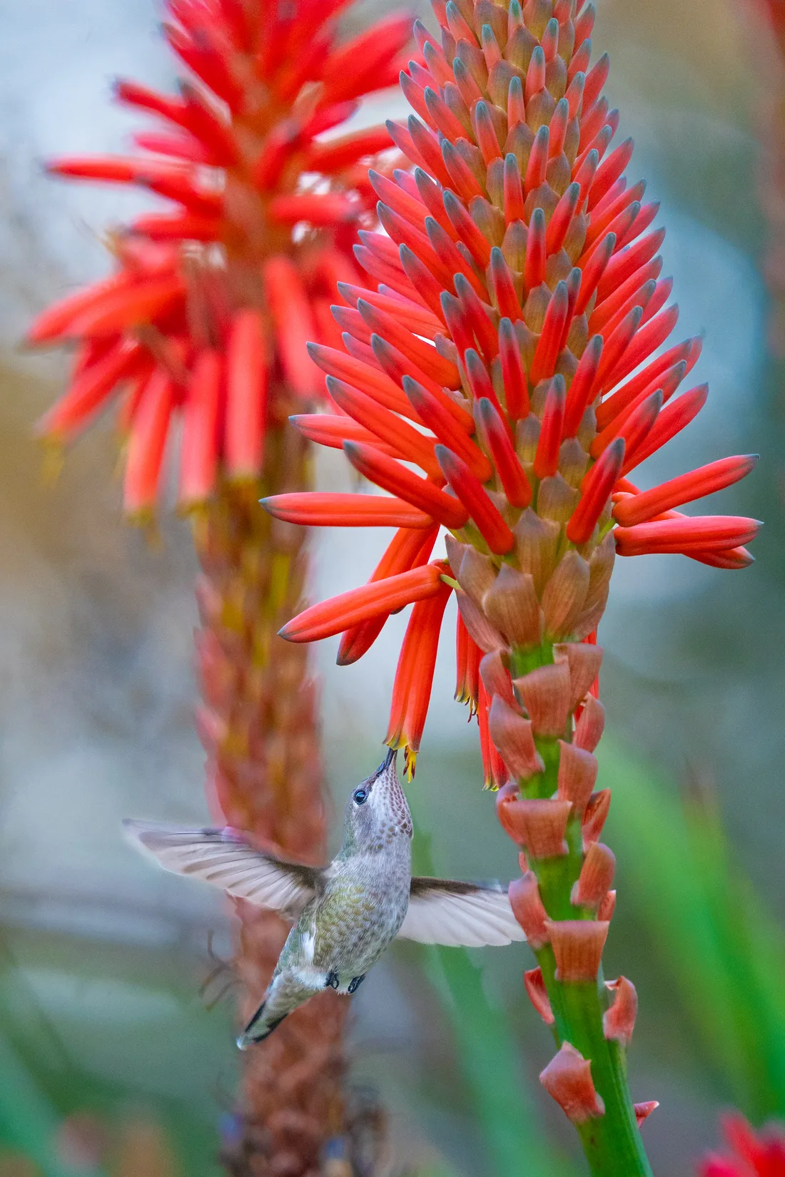An Anna’s hummingbird feeding at red aloe blossoms
