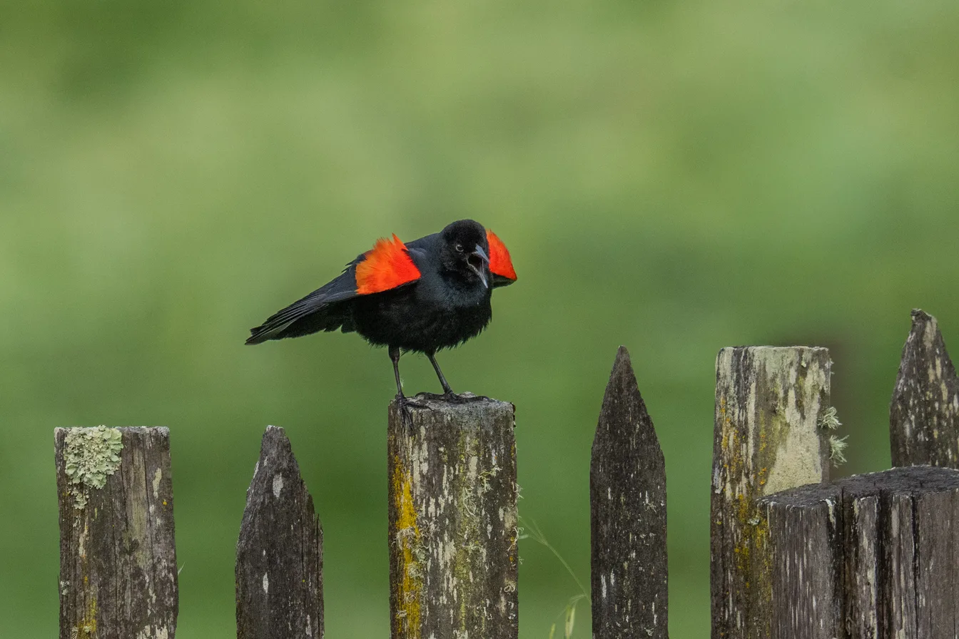 A red-winged blackbird on a weathered fence